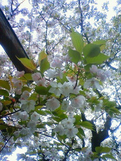 f:id:kusaboshi:20100415111400j:image