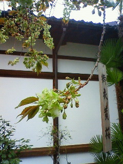 f:id:kusaboshi:20100415112100j:image
