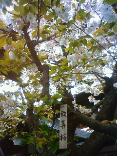 f:id:kusaboshi:20100415112400j:image