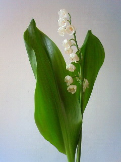 f:id:kusaboshi:20110331100900j:image
