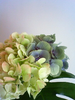 f:id:kusaboshi:20111107110200j:image