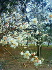 f:id:kusaboshi:20120308091100j:image