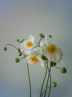 f:id:kusaboshi:20121020110900j:image