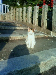 f:id:kusaboshi:20121108153200j:image