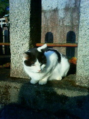 f:id:kusaboshi:20121108153400j:image