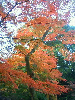 f:id:kusaboshi:20121122143500j:image