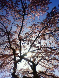 f:id:kusaboshi:20130321141800j:image
