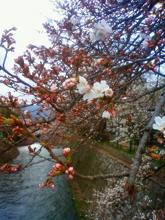 f:id:kusaboshi:20130329102200j:image
