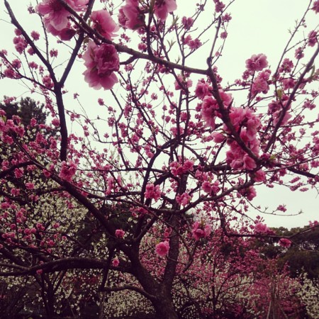 f:id:kusaboshi:20140329105748j:image:w250