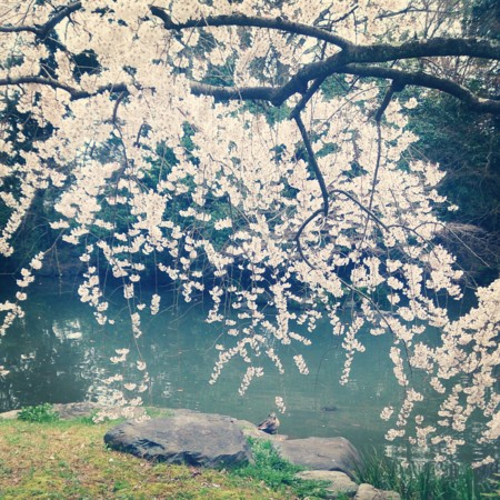 f:id:kusaboshi:20140329112737j:image:w250