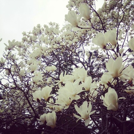 f:id:kusaboshi:20140329191123j:image:w250