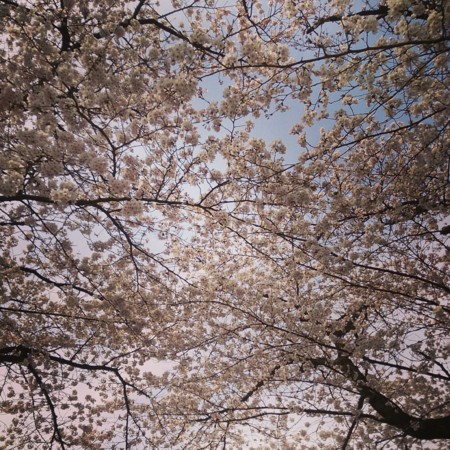f:id:kusaboshi:20140331133233j:image:w300