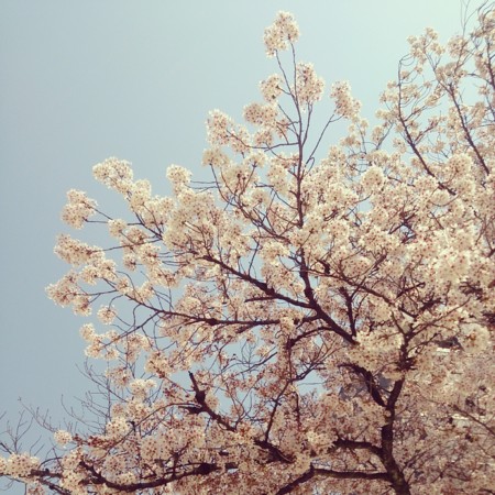 f:id:kusaboshi:20140409101755j:image:w300