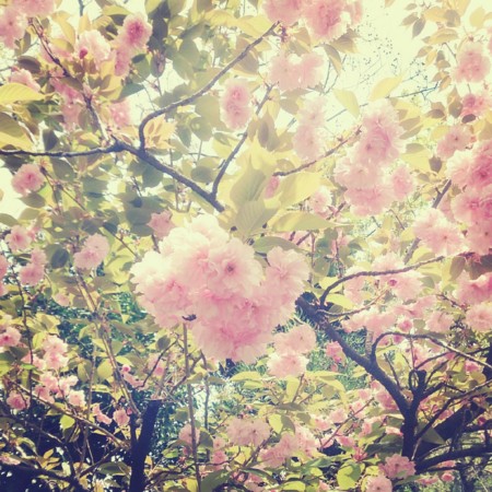 f:id:kusaboshi:20140418142329j:image:w300