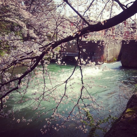 f:id:kusaboshi:20150331144139j:image:w260