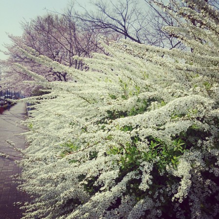 f:id:kusaboshi:20150331184929j:image:w260
