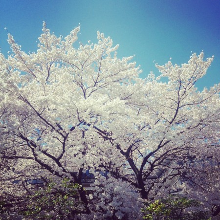 f:id:kusaboshi:20150402195751j:image:w300