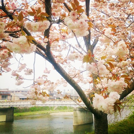 f:id:kusaboshi:20150416201741j:image:w250