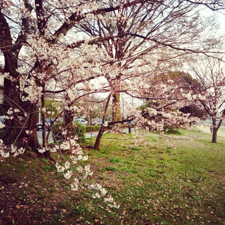 f:id:kusaboshi:20160402084316j:image:w300
