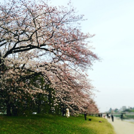f:id:kusaboshi:20160402084542j:image:w300