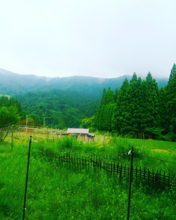 f:id:kusaboshi:20170609094747j:image:w280