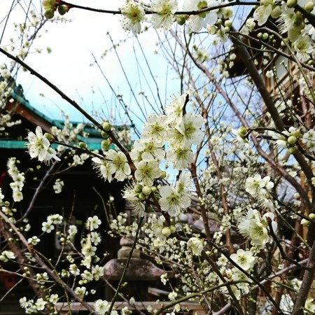 f:id:kusaboshi:20180228133724j:image:w300