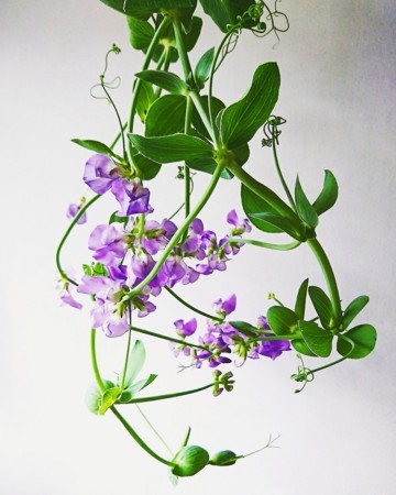 f:id:kusaboshi:20180317110318j:image:w260 f:id:kusaboshi:20180317110318j:image:w260