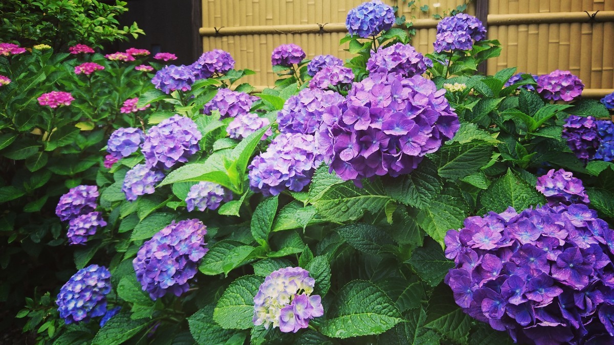 f:id:kusaboshi:20190611165603j:plain