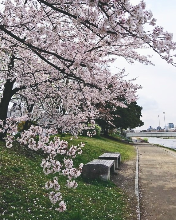 f:id:kusaboshi:20210329125817j:plain
