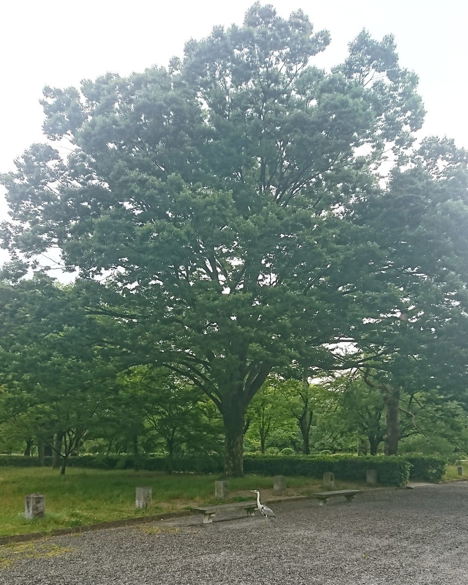 f:id:kusaboshi:20210604195702j:plain