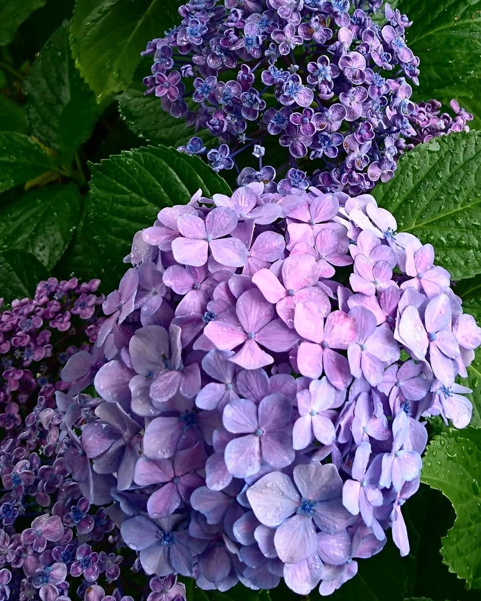 f:id:kusaboshi:20210621184922j:plain