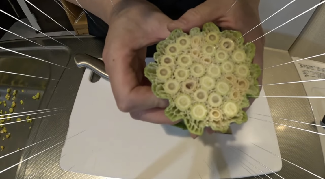 蓮の実の花托を輪切り