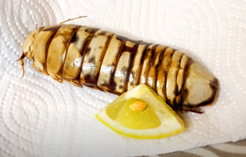 オオグソクムシの素揚げの完成