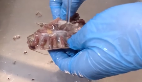 水圧でオオグソクムシの内臓を流す