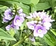 f:id:kusagasuki:20210307151953j:plain