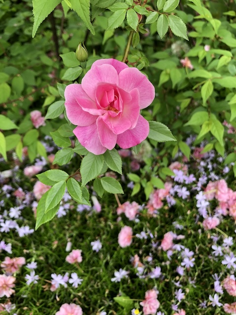 今関アキラコ、【薔薇】 楽天市場】まるで宝石箱!! 天使のバラ フラワーボックス(生花