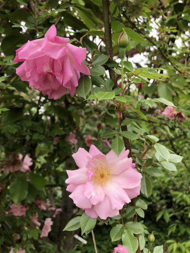 ロサ・キネンシス・オールド・ブラッシュ Rosa chinensis Old Blush