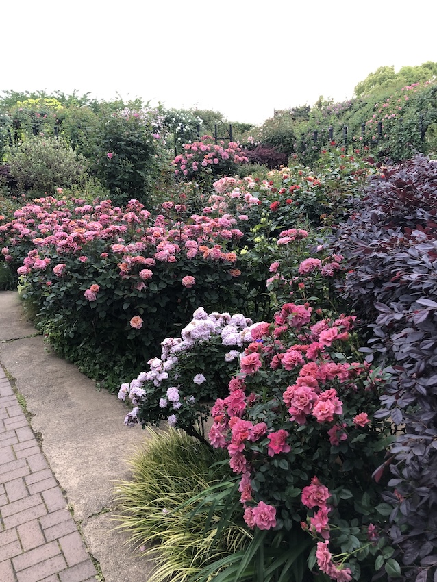 薔薇 禅 Zen - Portraits of Roses