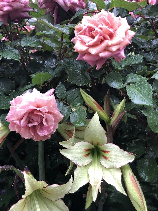 禅 Zen - Portraits of Roses