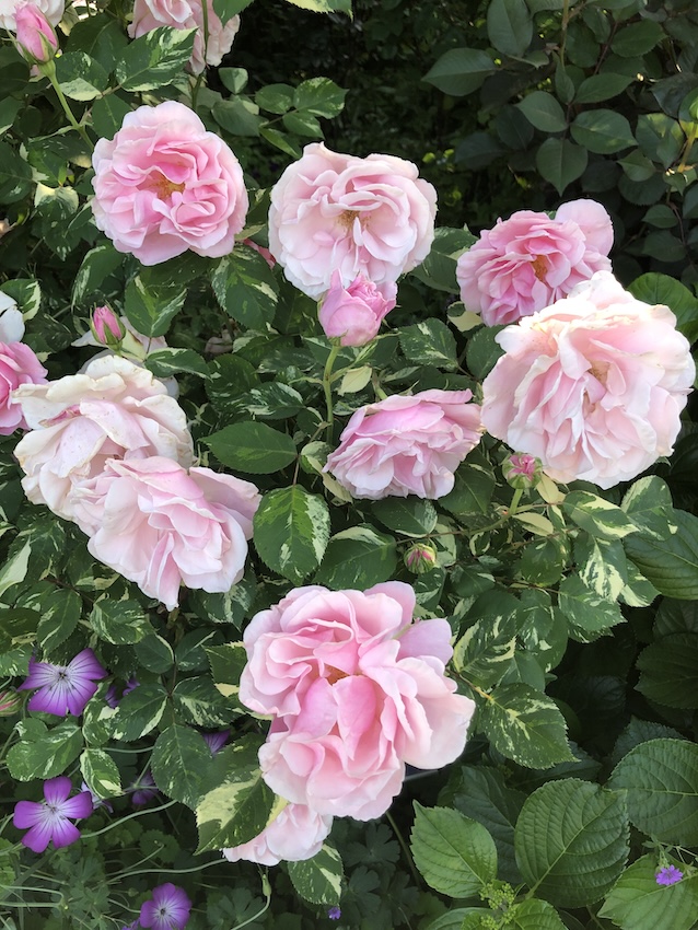 ローザ・ヘルシューレン Rosa Verschuren - Portraits of Roses
