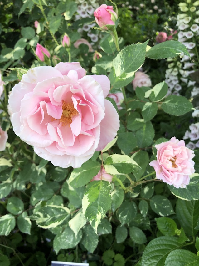 ローザ・ヘルシューレン Rosa Verschuren - Portraits of Roses