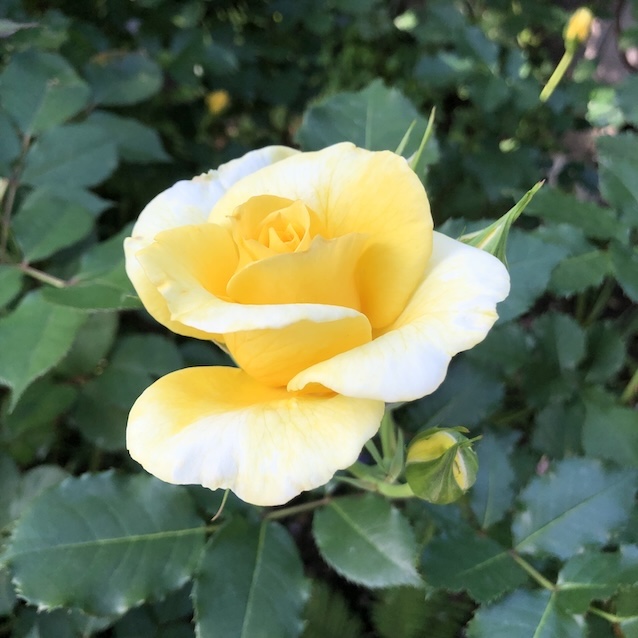 フレッシュレモン - Portraits of Roses