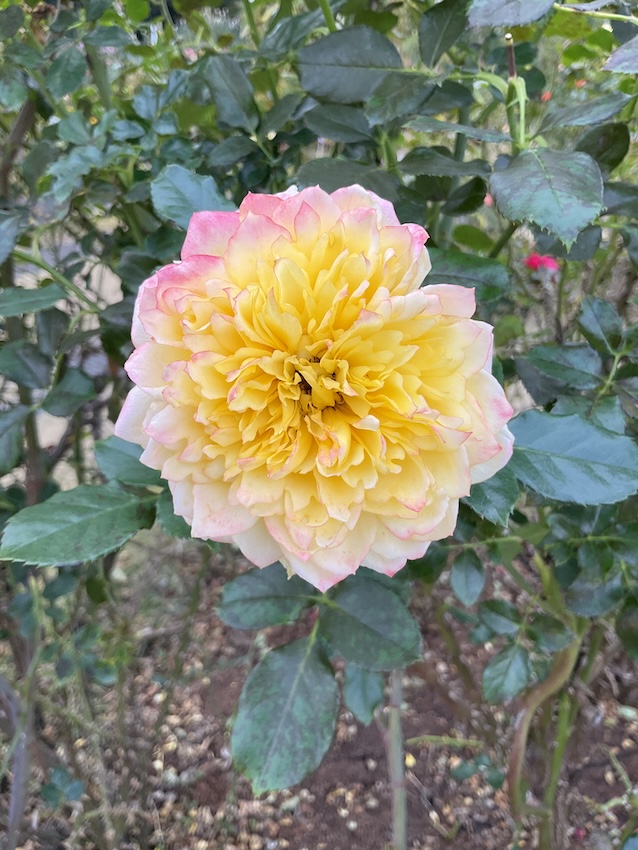 Fire Works Ruffle Rose ファイヤーワークス・ラッフル Fireworks Ruffle - Portraits of Roses