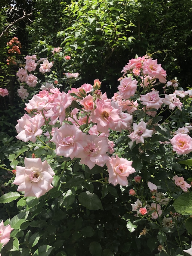 薔薇ピンク＆シャンパンGOLDアイアンとブリキのハンガーバスケットアンティーク調 薔薇ピンク＆シャンパンGOLDアイアンとブリキのハンガーバスケット