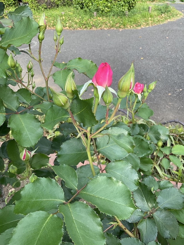 バラのつぼみ - Portraits of Roses