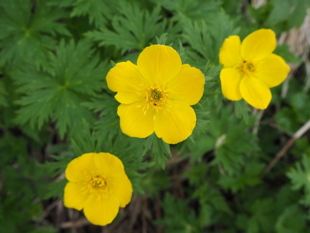 f:id:kusagoro:20190701174522j:image f:id:kusagoro:20190701174522j:image
