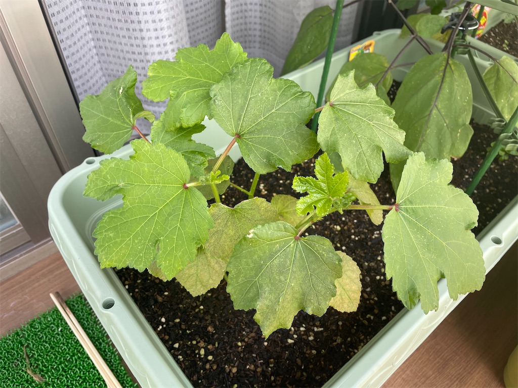 ベランダ菜園 夏作37日目 オクラに透明なプチプチが付く 草食太郎の気ままな日記