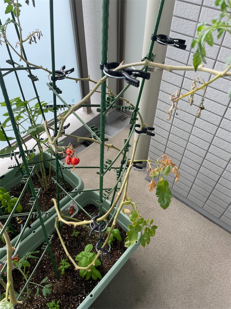 ベランダ菜園 夏作106日目 トマト枯れかけから復活 草食太郎の気ままな日記