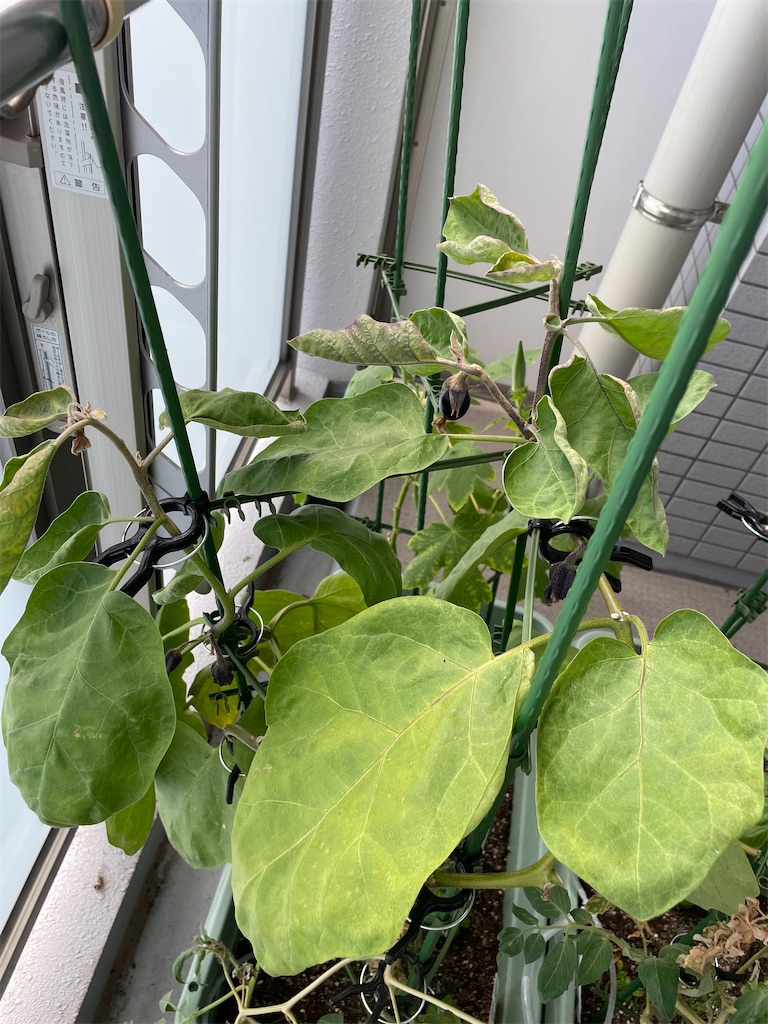 ベランダ菜園 夏作130日目 小ナスができた 草食太郎の気ままな日記