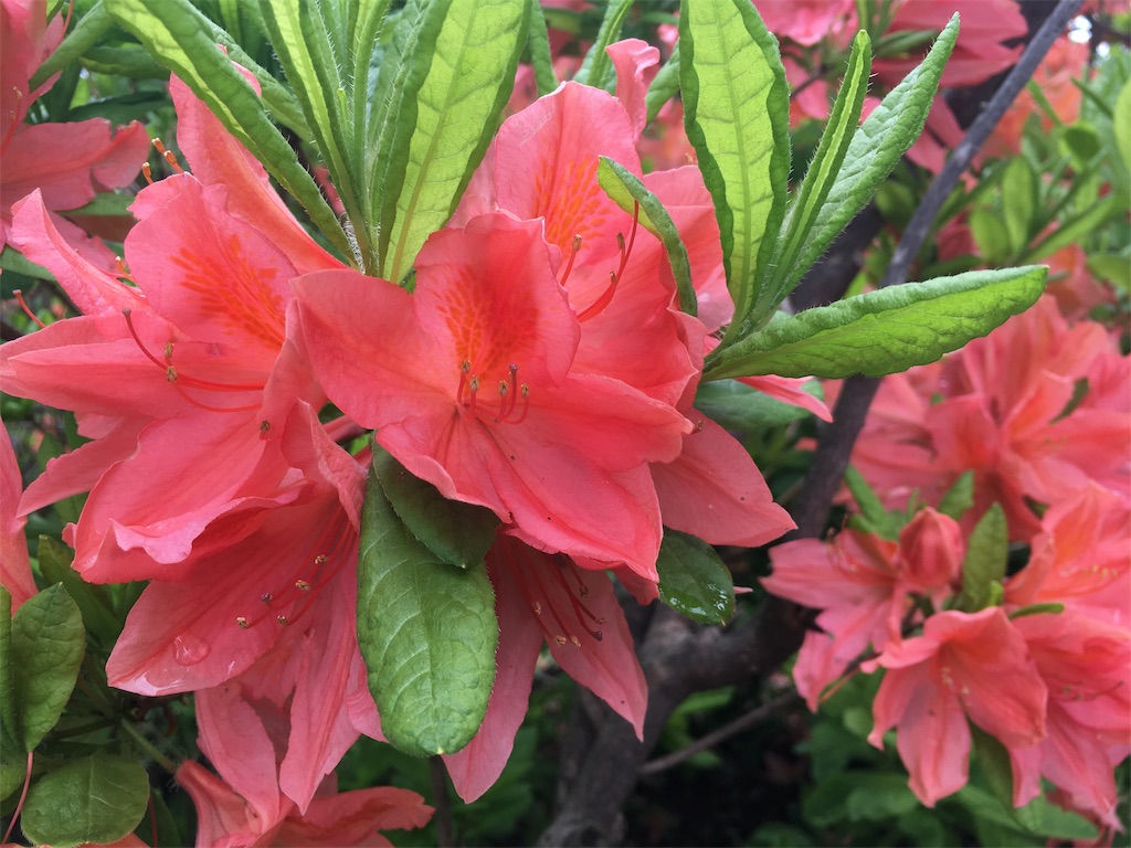 f:id:kusamaru:20190622203255j:image